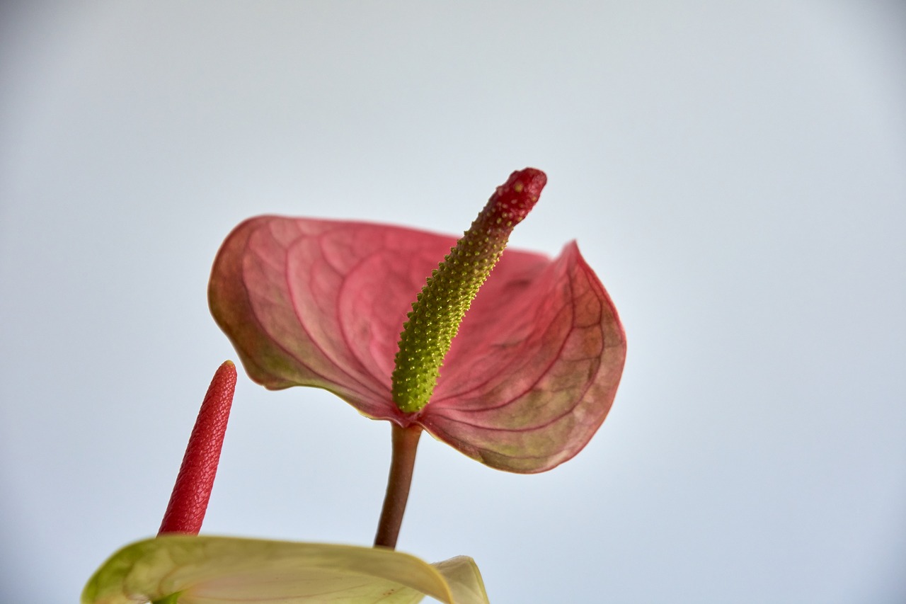 flower  garden  plant free photo