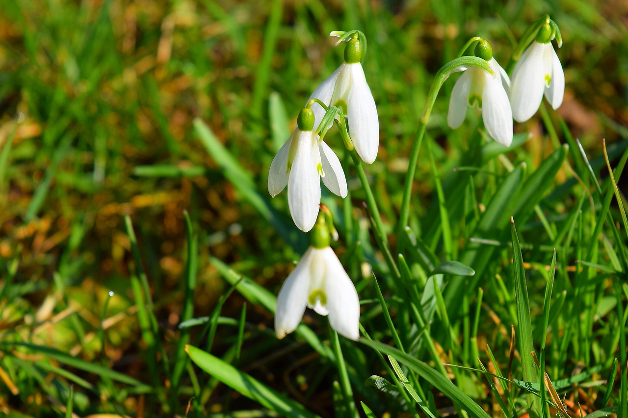 flower  plant  spring free photo