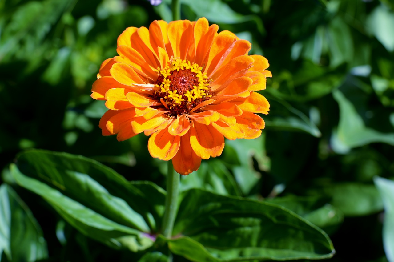 flower  zinnia  garden free photo