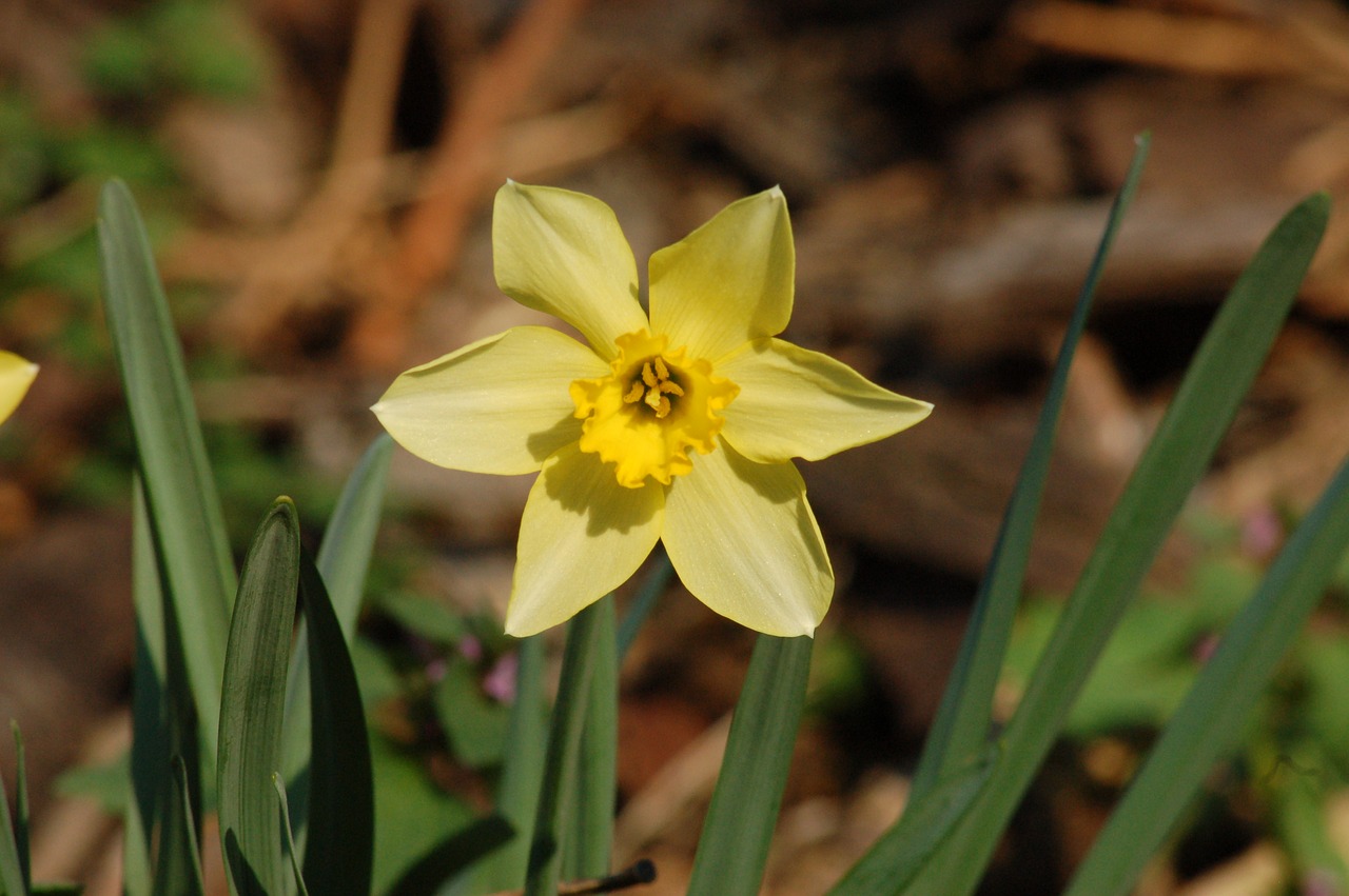 flower  yellow flowers  spring free photo