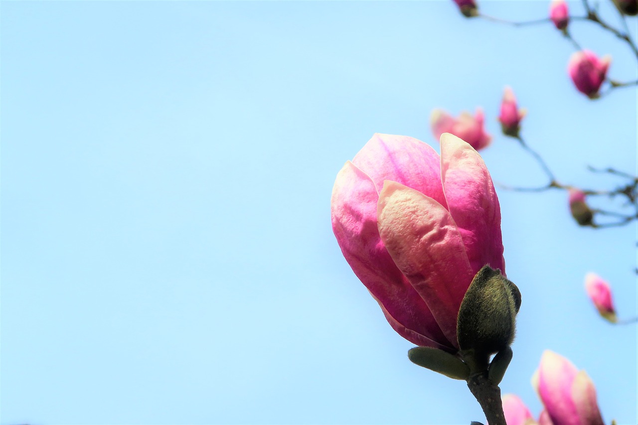 flower  plant  nature free photo