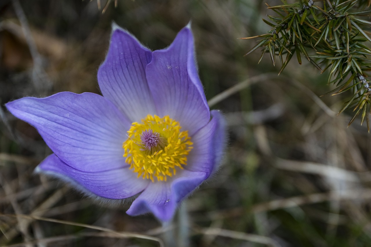 flower  in bloom  flowering free photo