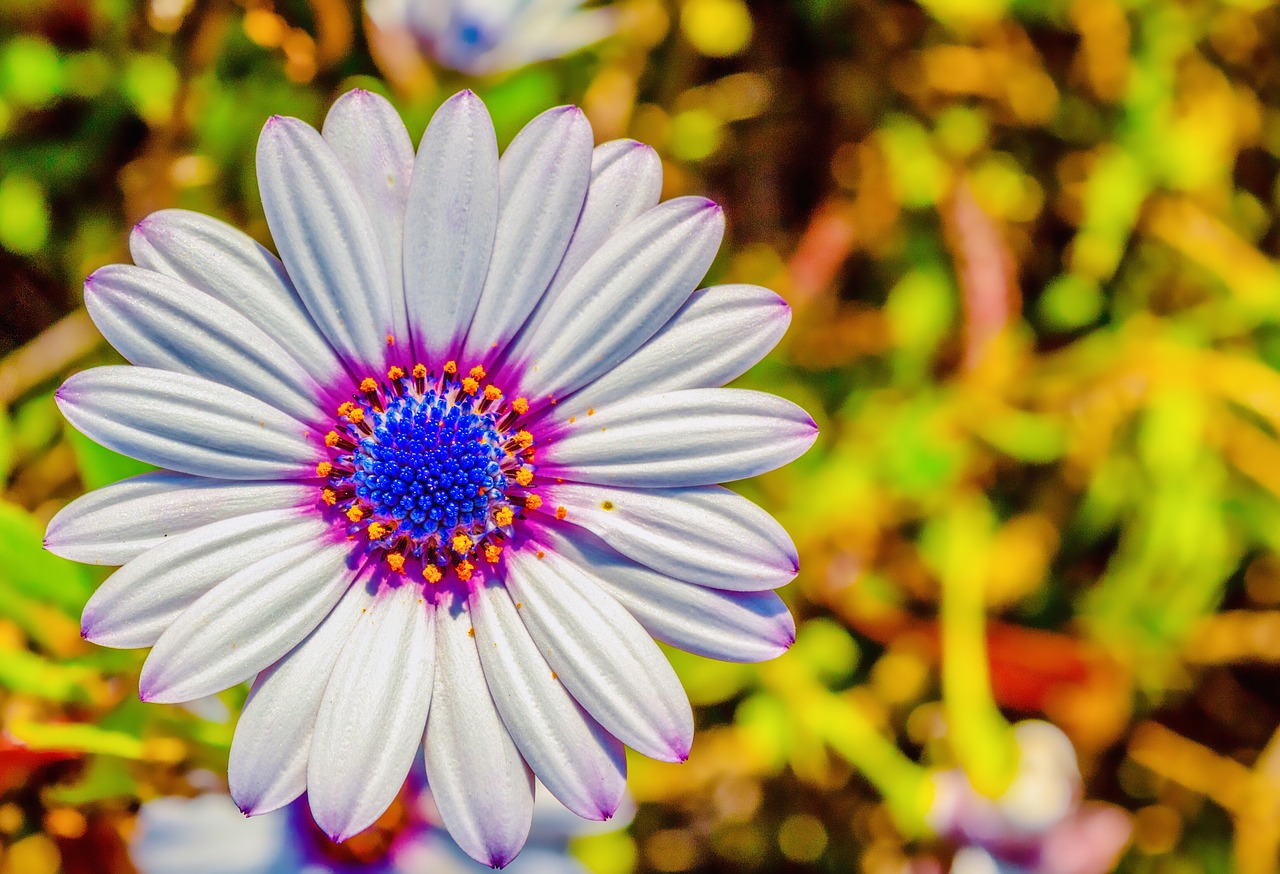 flower  white  pink free photo