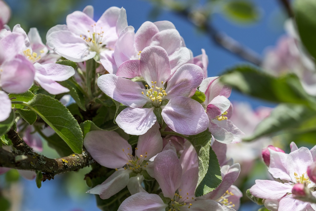 flower  blossom  bloom free photo