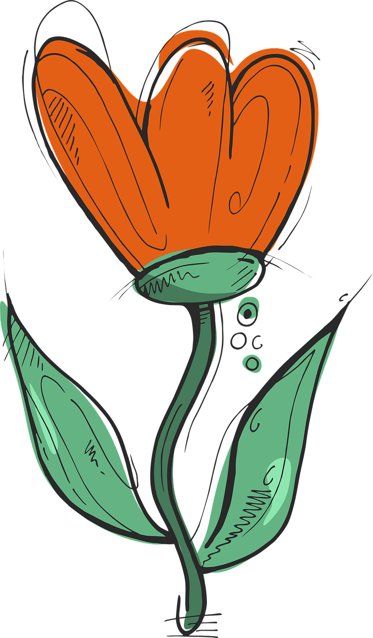 flower  illustration of a flower  tulip free photo