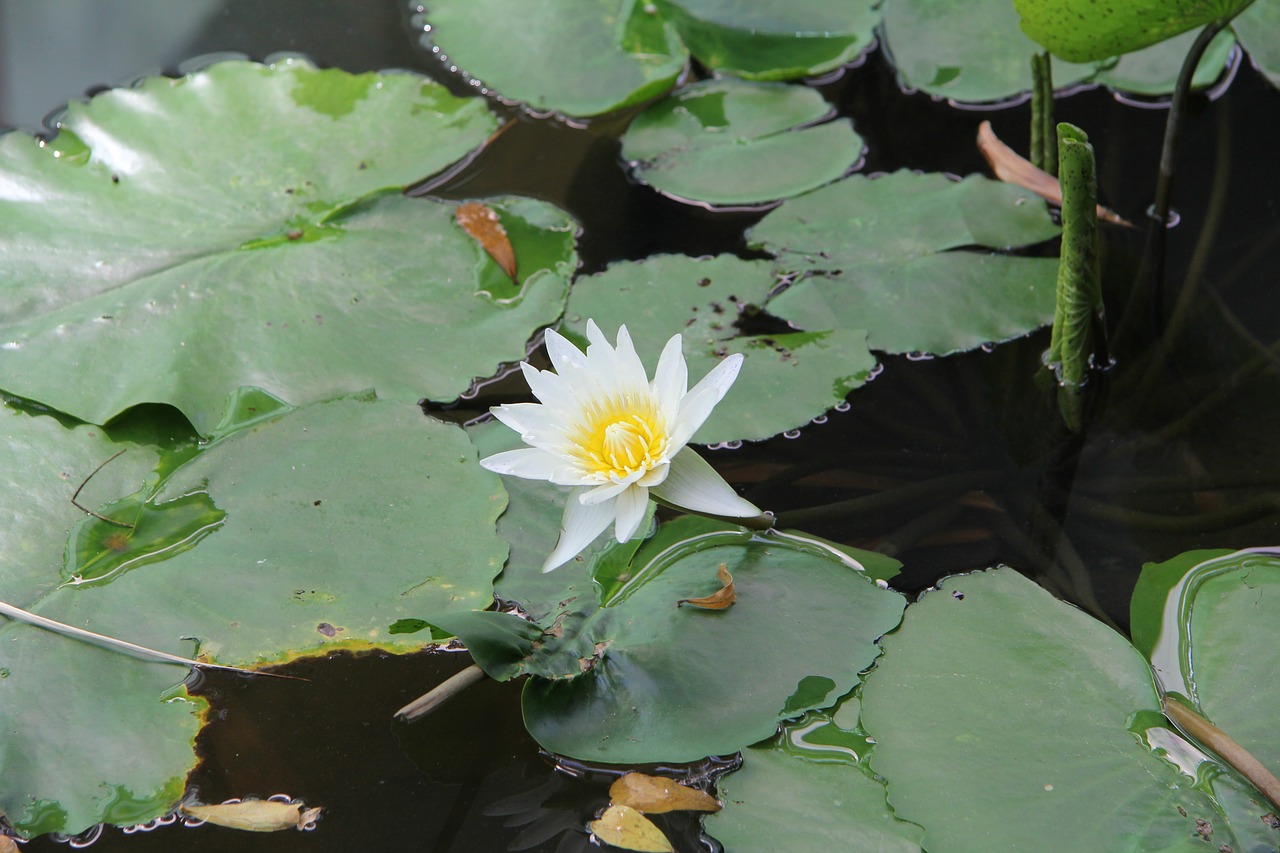 flower  thailand  nature free photo