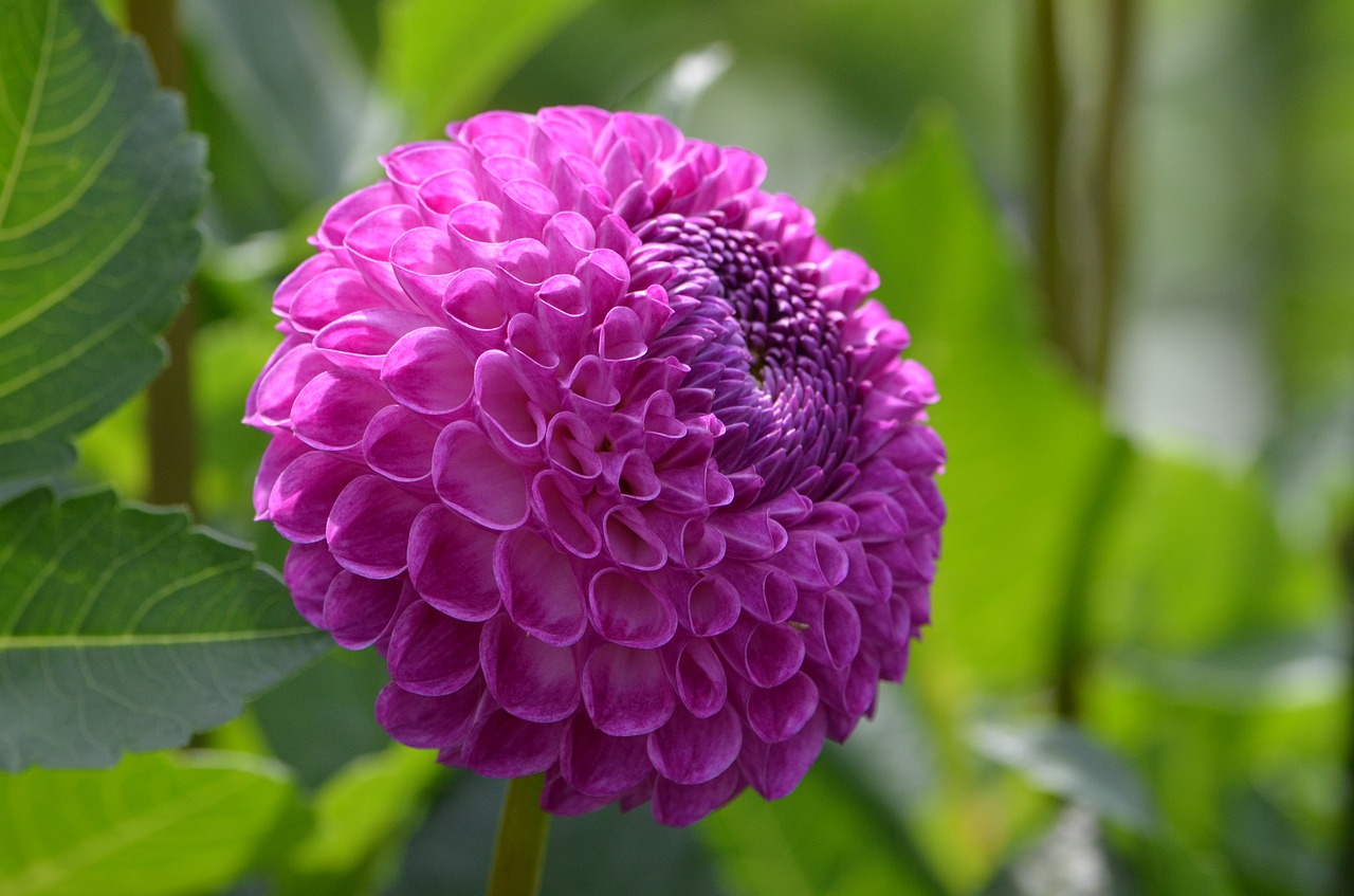 flower  purple  nature free photo