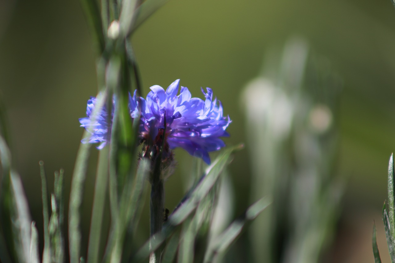 flower  nature  spring free photo