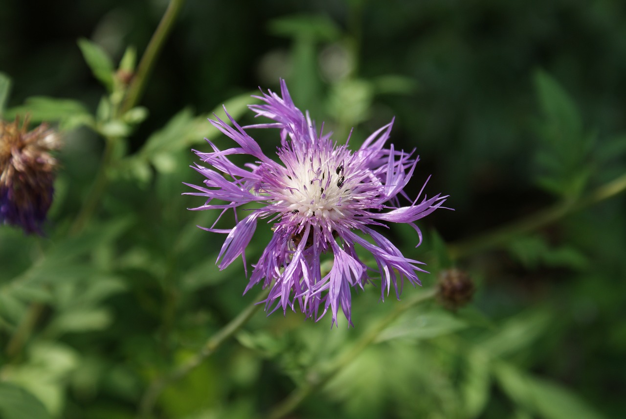 flower  nature  plant free photo