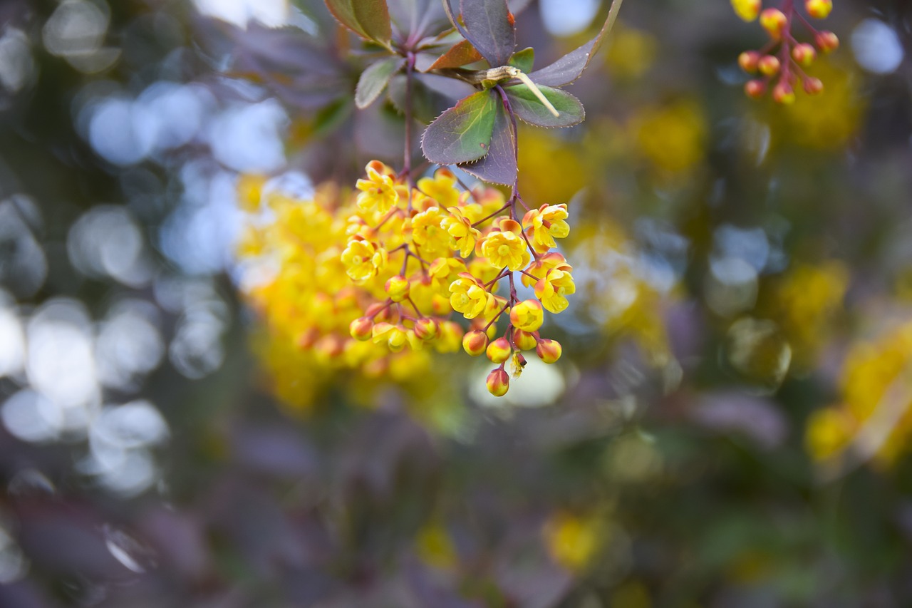 flower  nature  yellow free photo