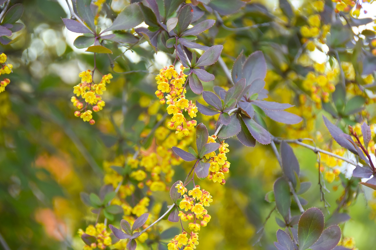 flower  nature  yellow free photo