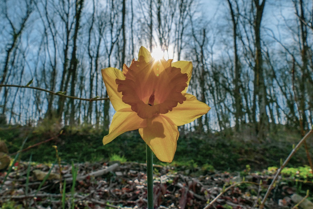 flower  sun  blossom free photo