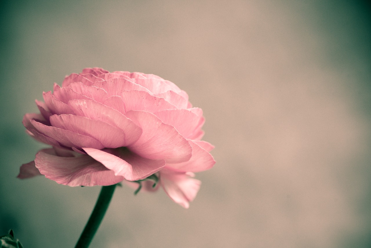 flower  pink  ranunculus free photo