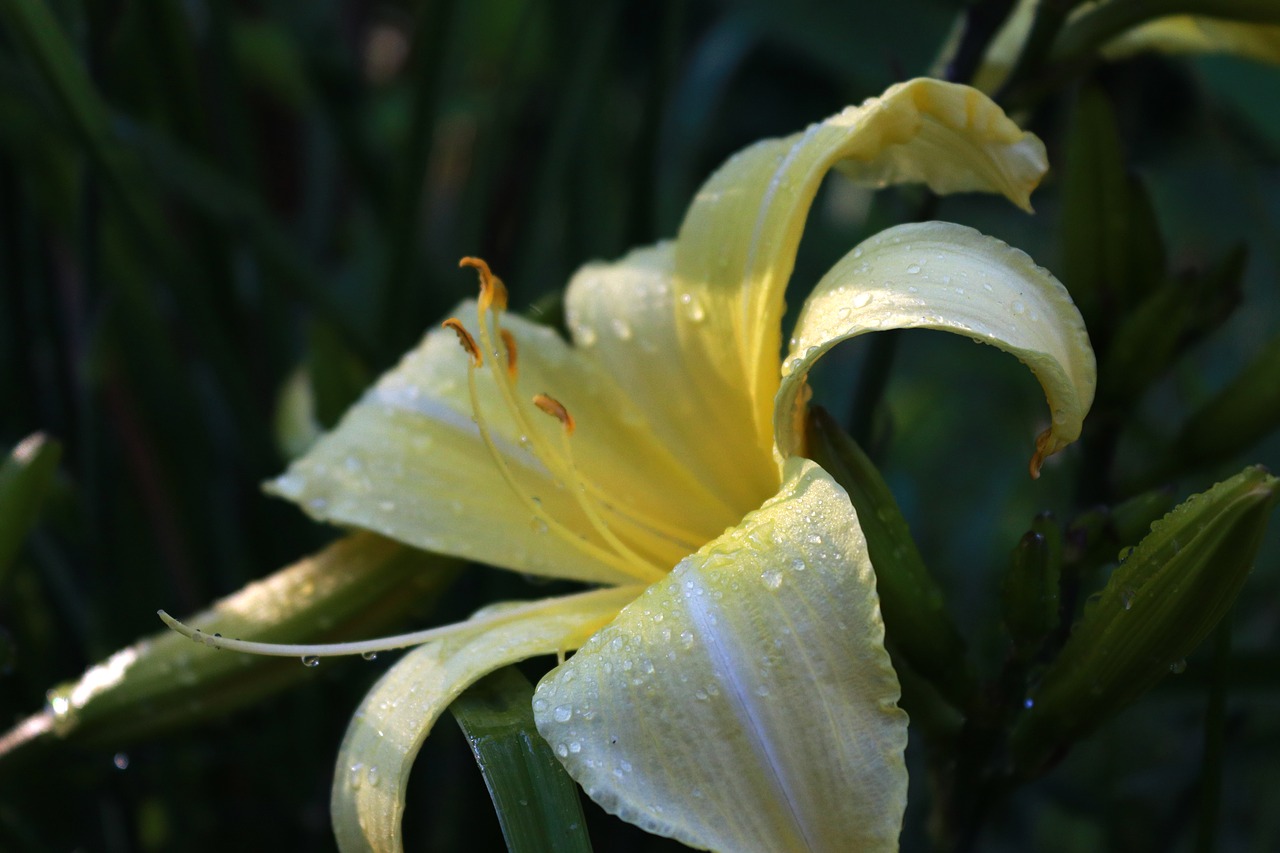 flower  yellow  summer free photo