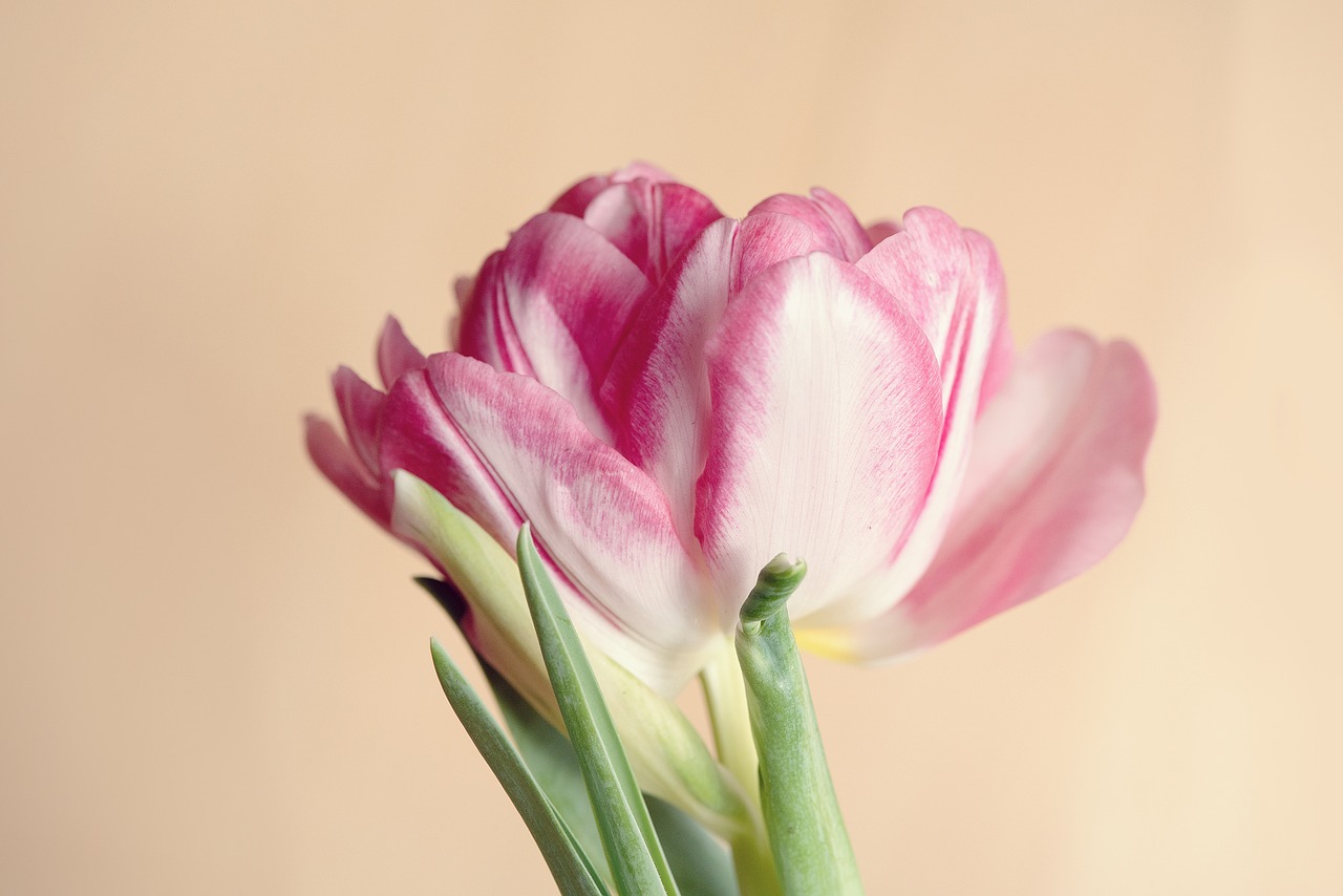 flower  tulip  pink free photo