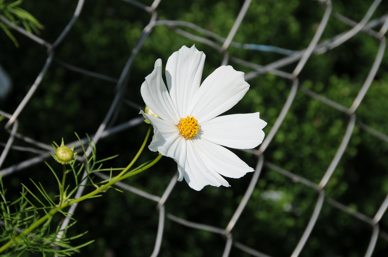 flower  nature  white free photo