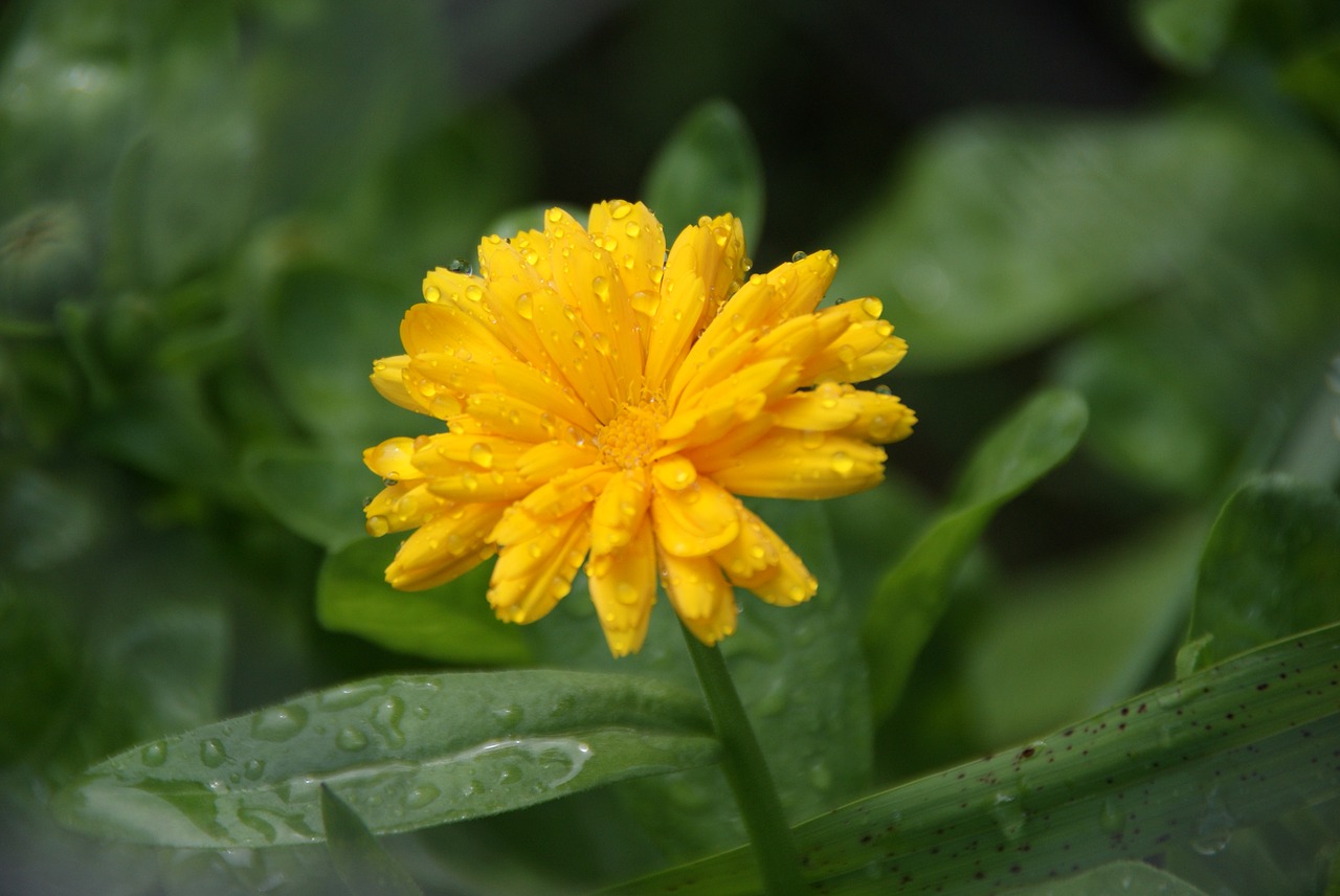 flower  yellow  yellow flower free photo