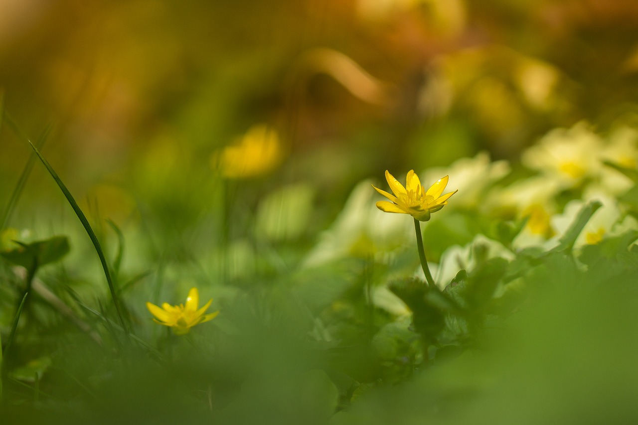 flower  grass  flower meadow free photo