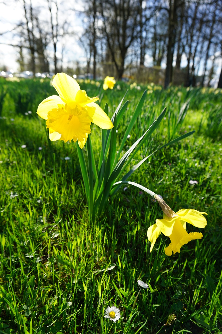 flower  nature  yellow free photo