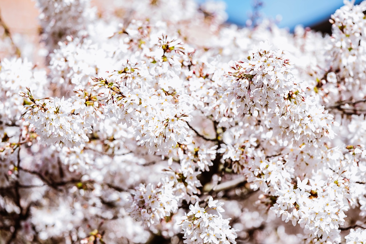 flower  cherry blossom  spring free photo