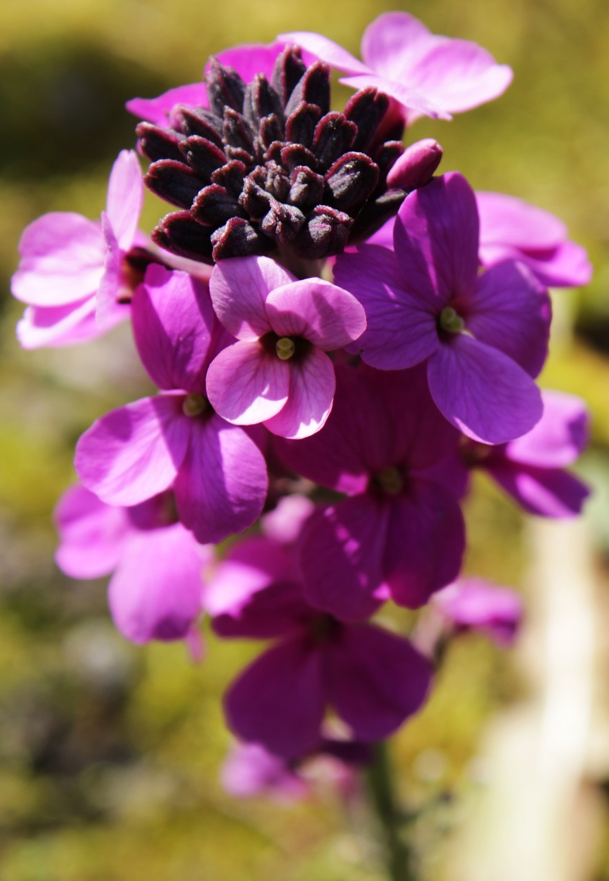 flower  wallflower  plant free photo