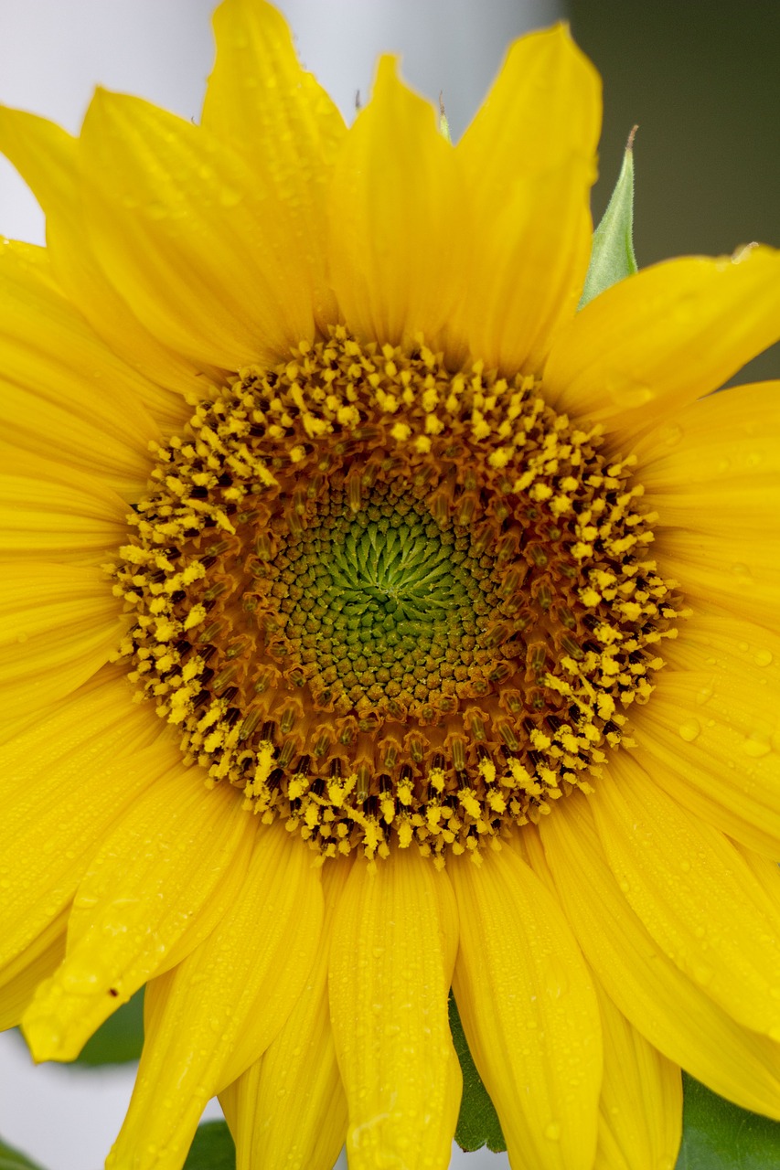 flower  sunflower  yellow free photo
