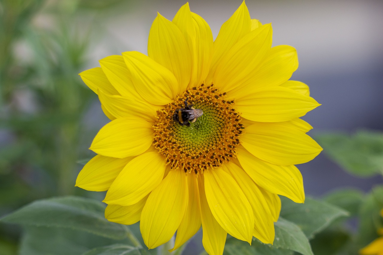 flower  sunflower  bee free photo