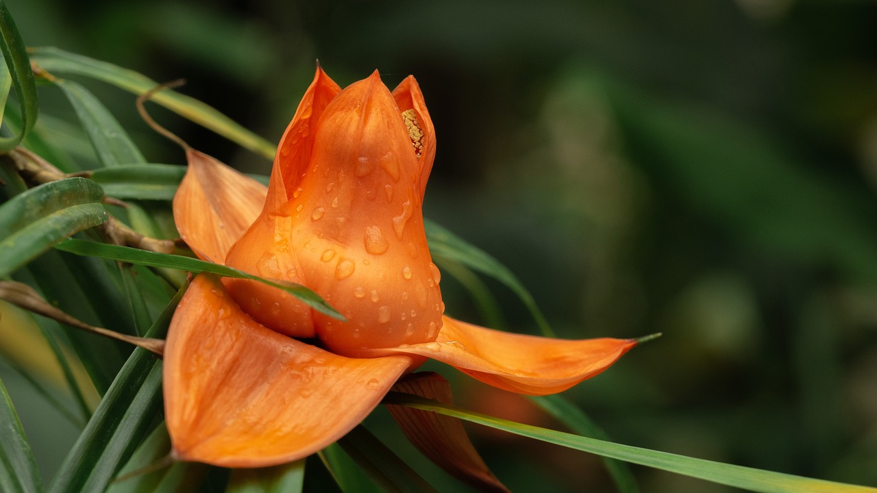 flower  blossom  bloom free photo