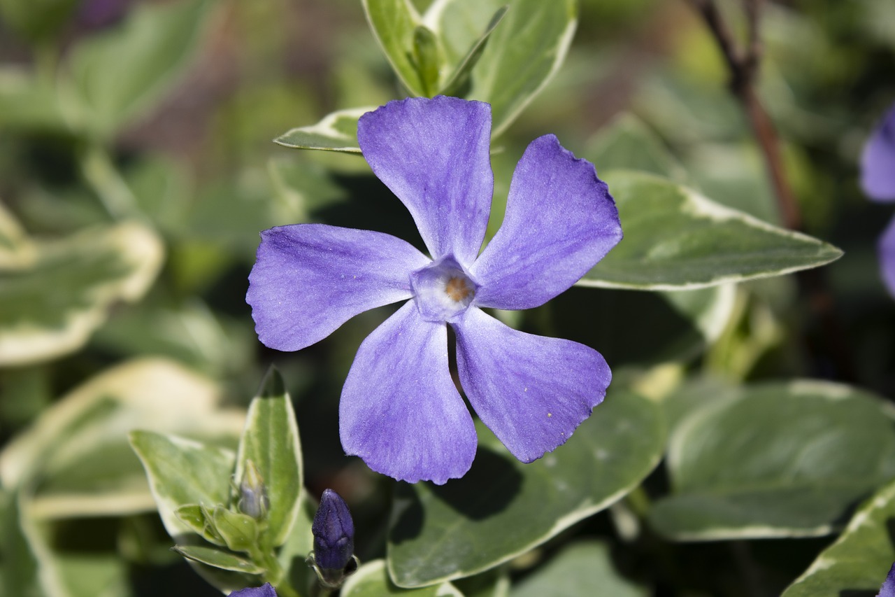 flower  lilac  flowers free photo