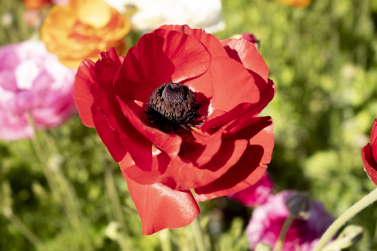 flower  red  pri free photo