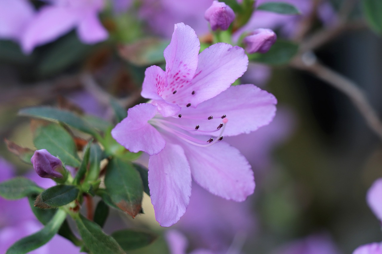 flower  azalea  lilac free photo