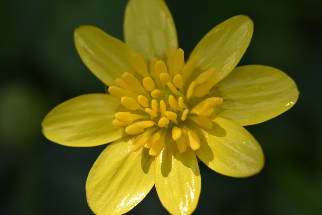 flower  fleur des champs  stamens flower free photo