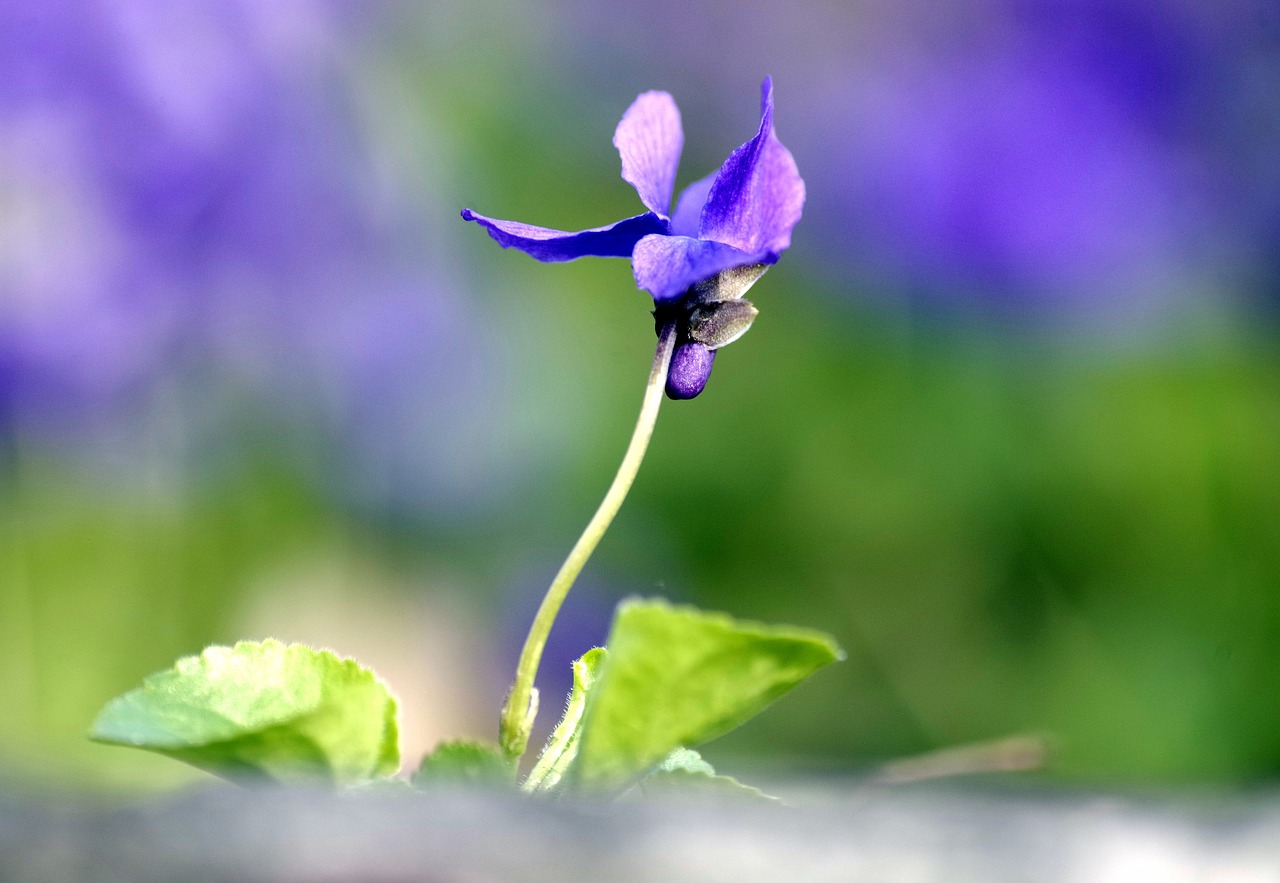 flower  tender  violet free photo