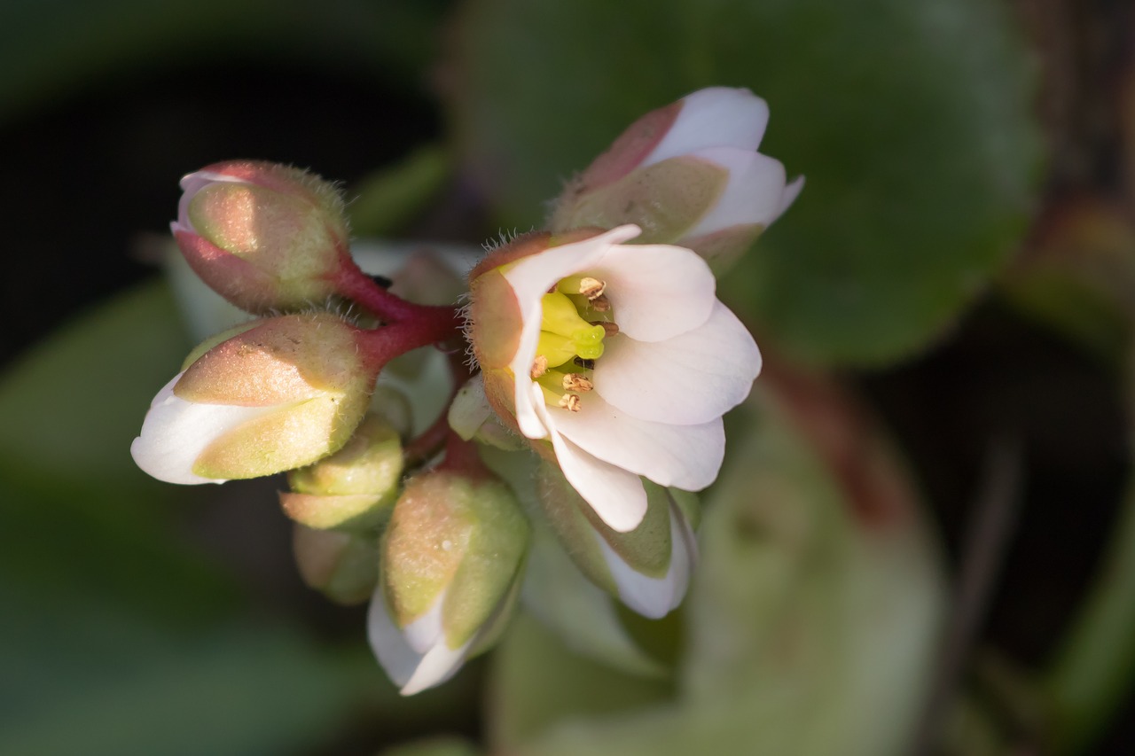 flower  leaves  white free photo