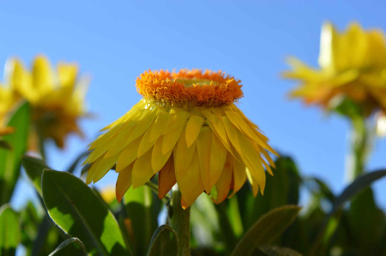 flower  yellow  nature free photo