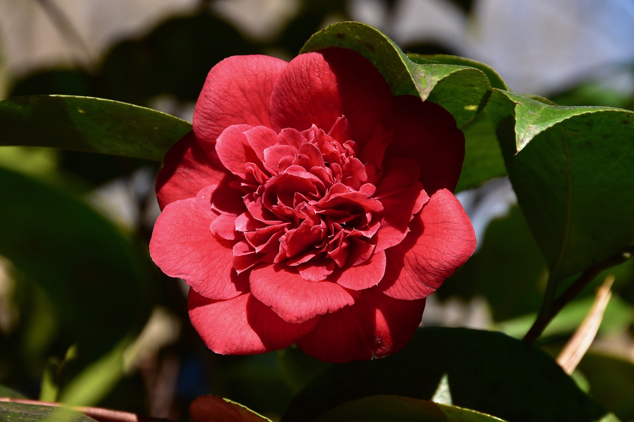 flower  red  petals free photo