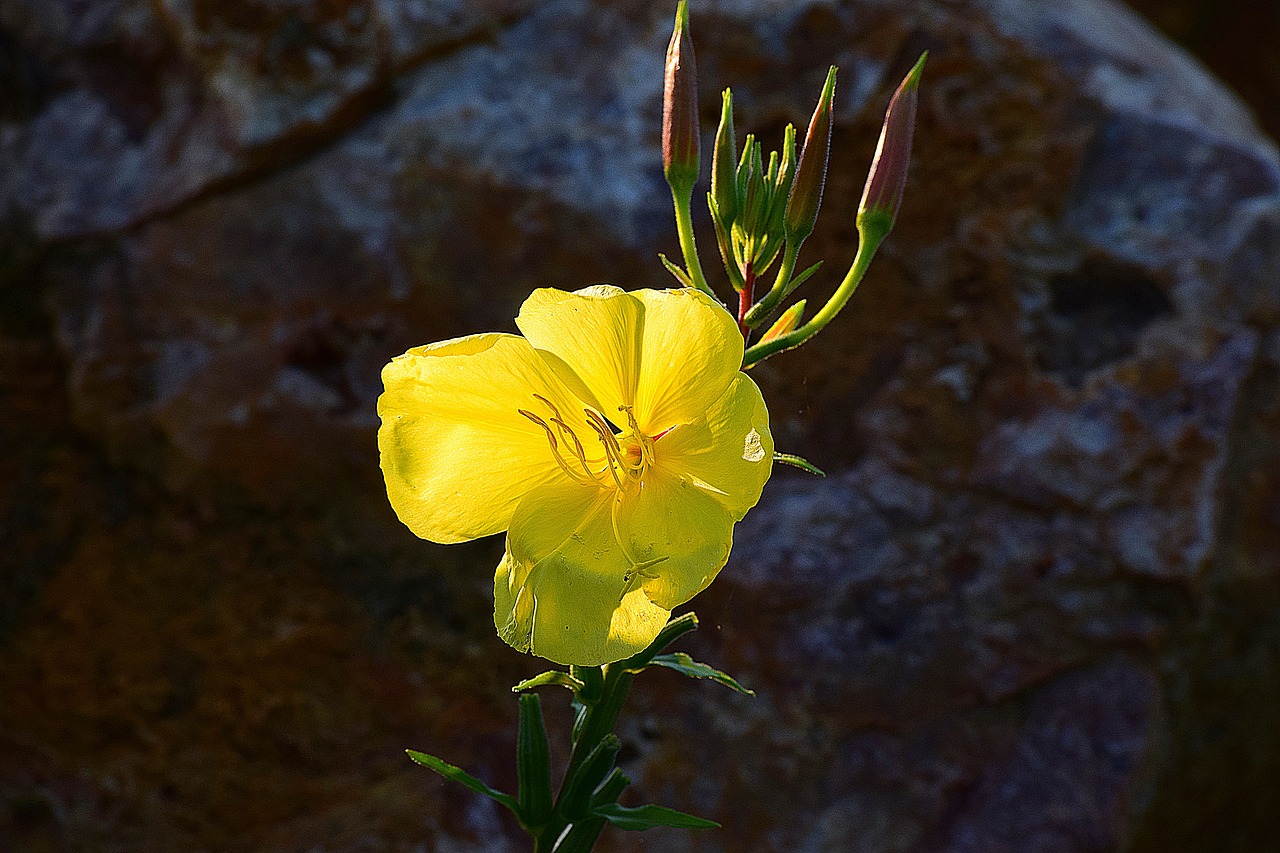 flower  plant  yellow free photo