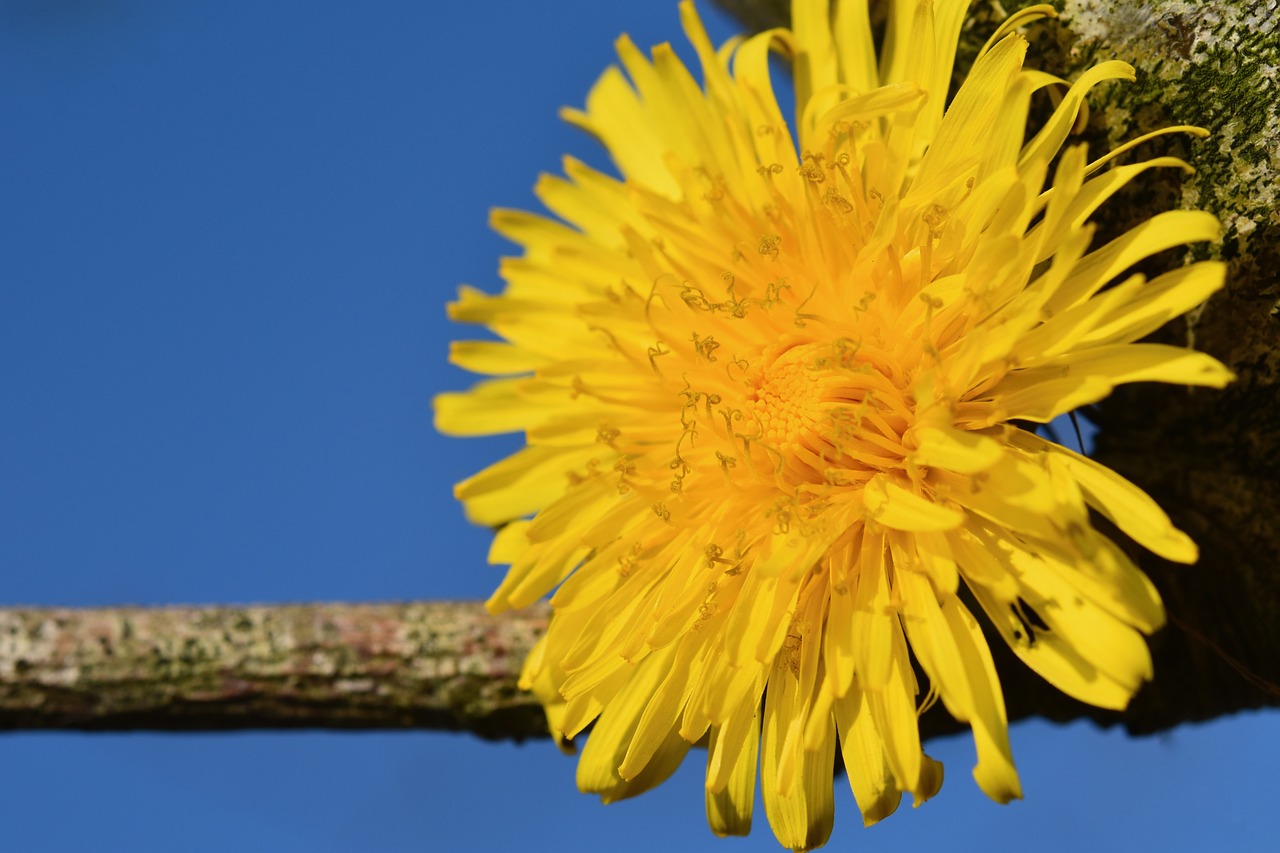 flower  dandelion  nature free photo