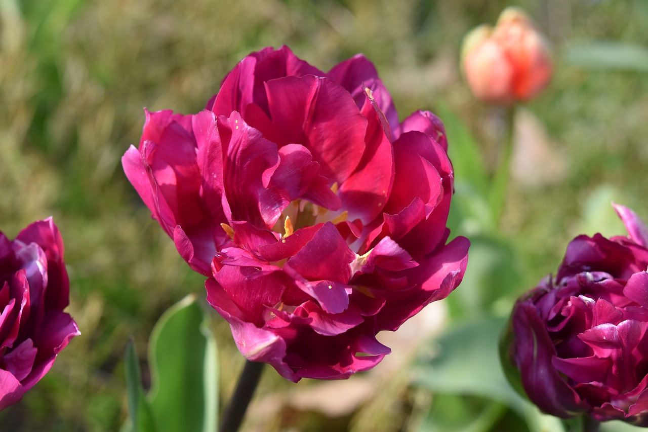 flower  flowers  tulips free photo