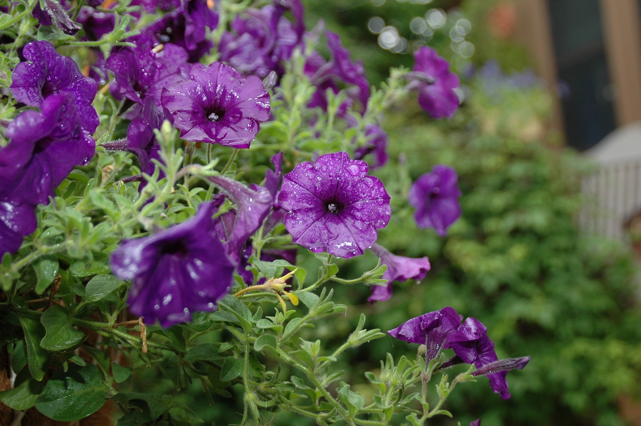 flower  garden  rain free photo