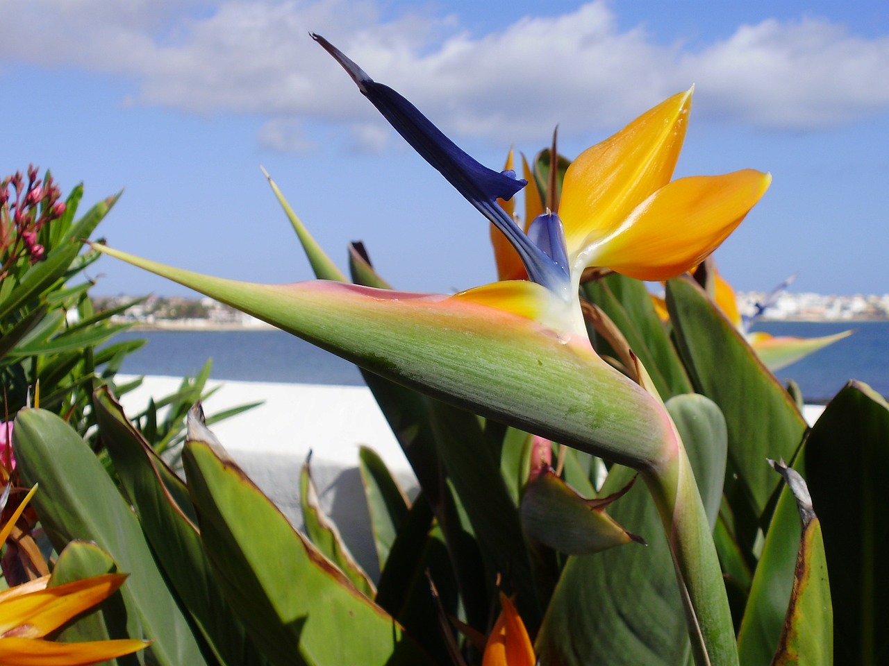 flower fuerteventura spain free photo