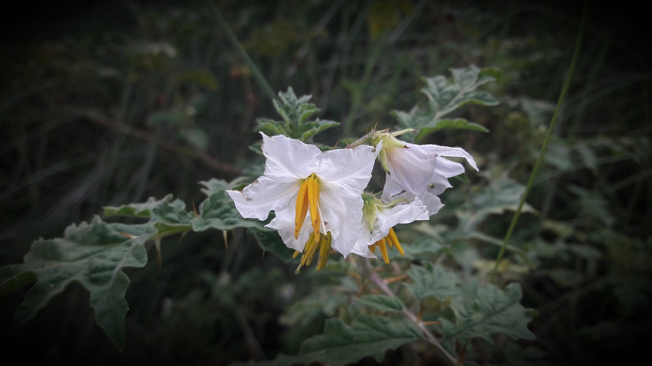 flower  white flower  green free photo