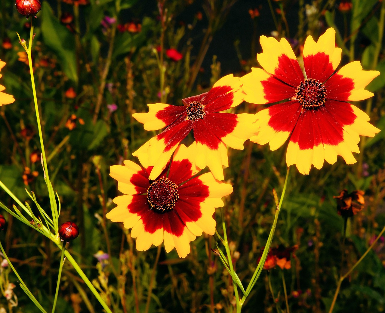 flower flowers yellow red free photo