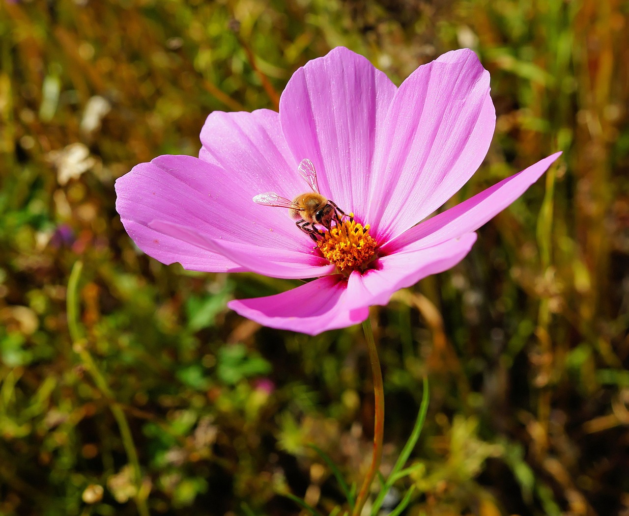 flower blossom bloom free photo