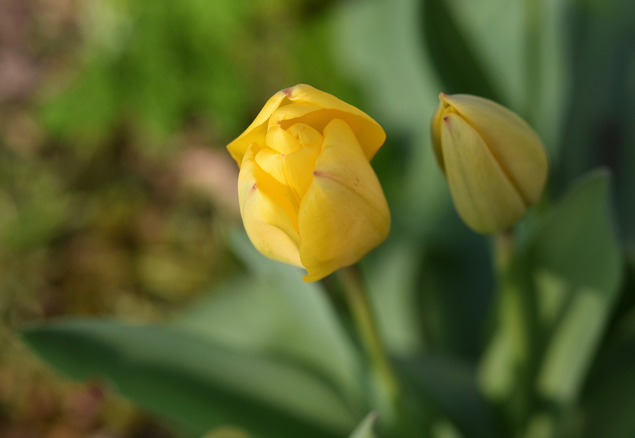 flower  flowers  tulips free photo
