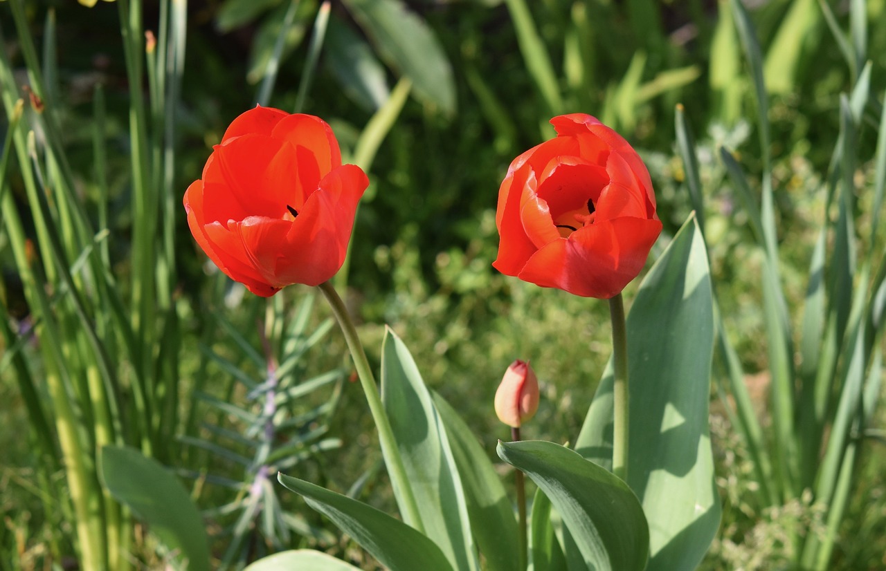 flower  flowers  tulips red free photo