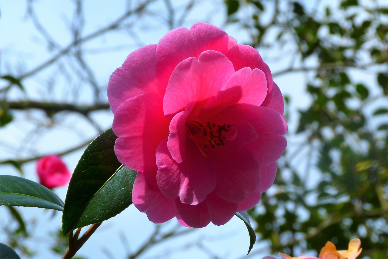 flower  camellia  garden free photo