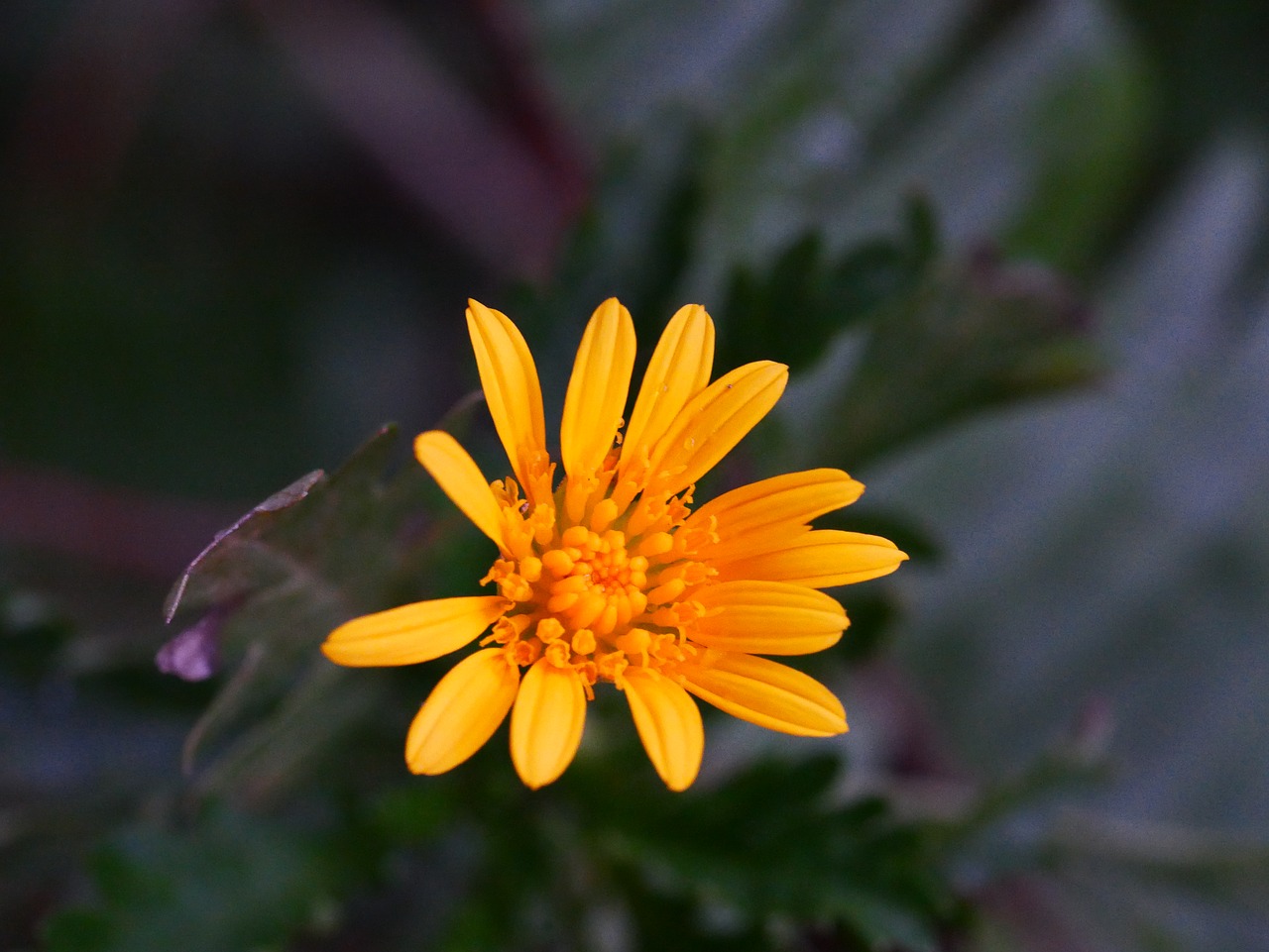 flower  yellow flower  plant free photo