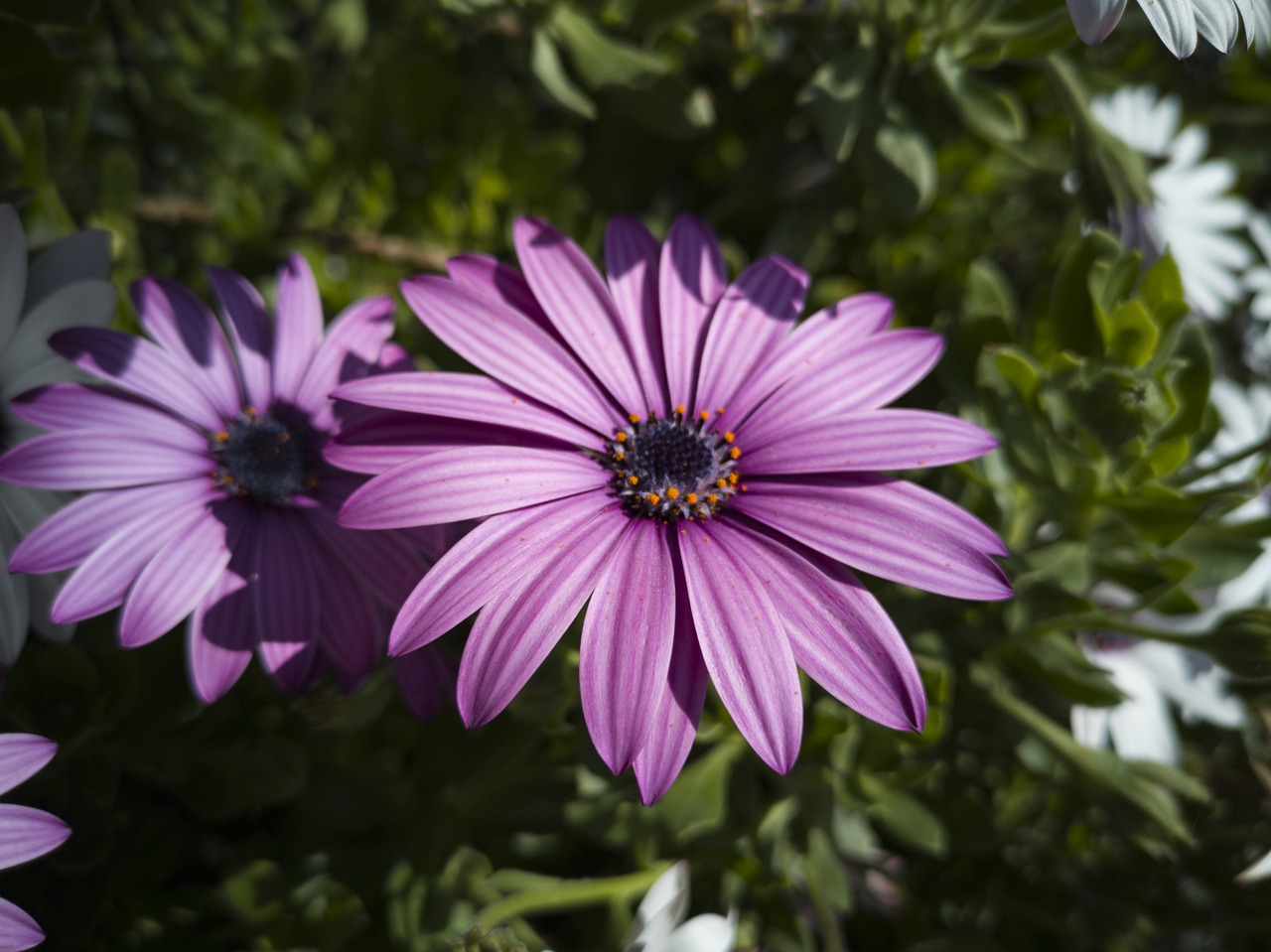 flower  purple  nature free photo