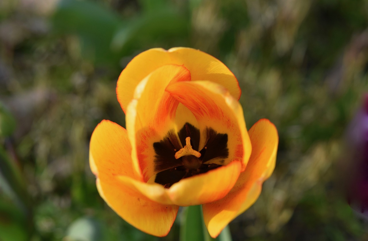 flower  tulip  tulip yellow free photo